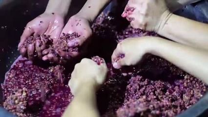 葡萄酒加工葡萄酒加工